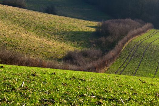 green field on hills in Limburg