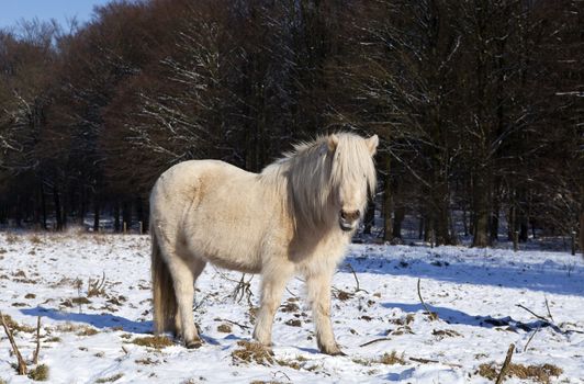 white pony on snowy pasture in winter