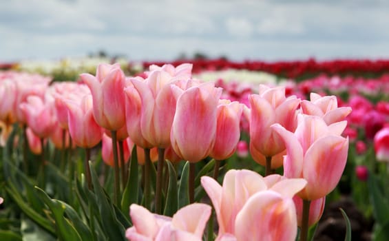 pink delicate tulips close up on field