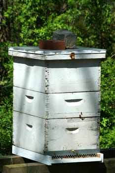 A image of a beehive colony