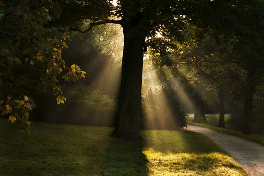 sunbeams through the tree at early morning