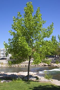 Young maple tree in a public park in Reno Nevada.