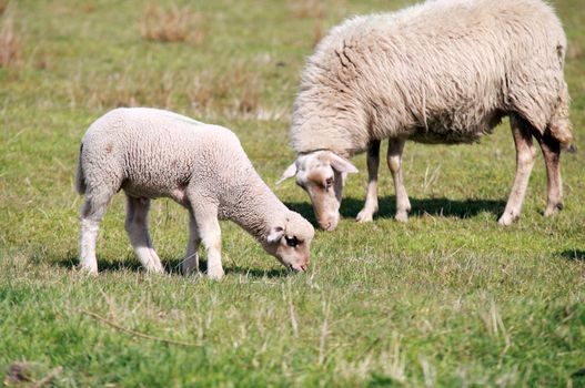 baby lamb and it mother on pasture