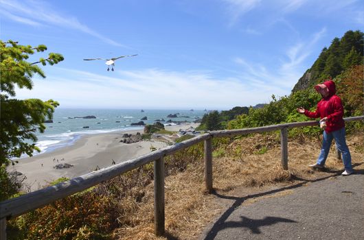 Feeding the seagulls in a park along the Oregon coast.