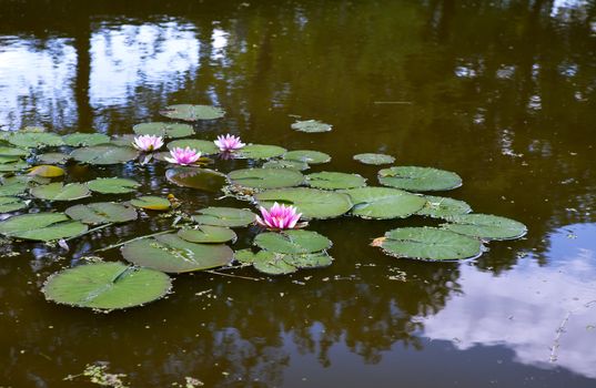 wild pink water lily on the pond