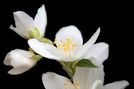 white jasmine flowers indoor on black background