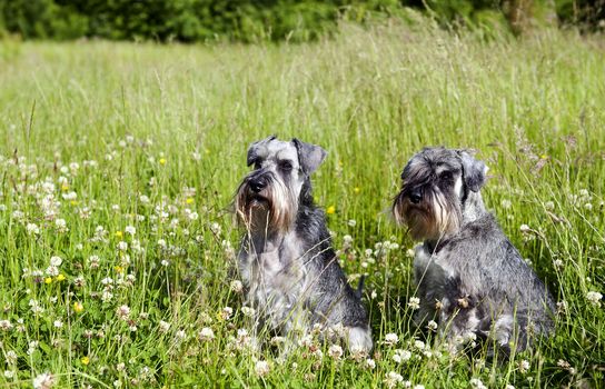 two miniature schnauzers in the grass outdoor