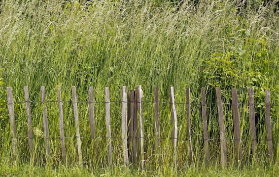 weeds and wooden fence, nature reserve (France near Paris)