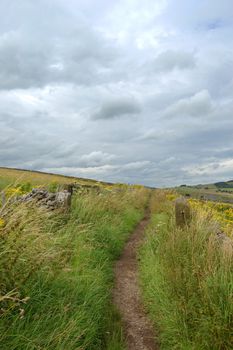 Countryside path Derbyshire in summer with many wildflowers