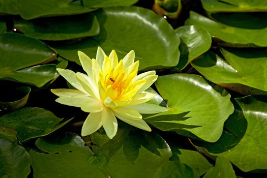 Yellow Water Lily lotus and bee