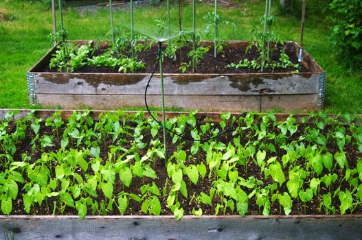 Two raised beds of beans and tomatos  being watered 