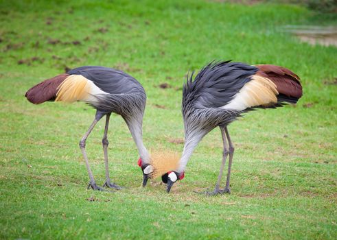 two crowned crane on green grass
