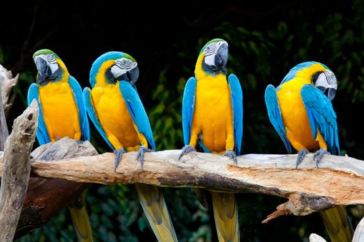 colorful macaws sitting in a tree
