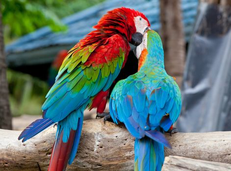 colorful couple macaw kissing in a tree
