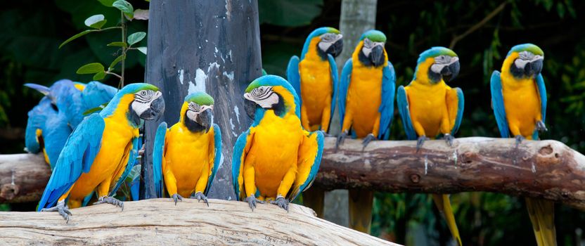 colorful macaws sitting in a tree