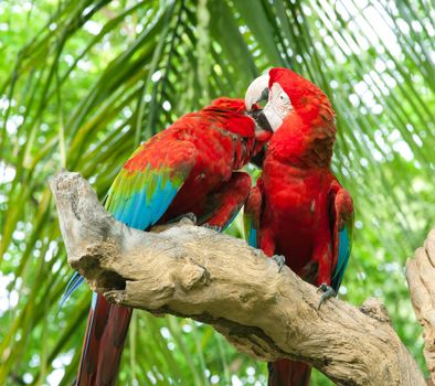 colorful couple macaw kissing in a tree