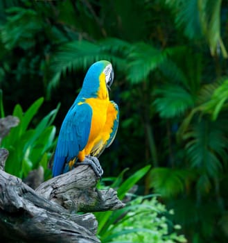 colorful macaw sitting in a tree