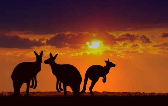 kangaroos under sunset