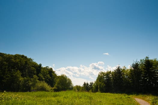 Meadow in Discovery Park, Seattle WA