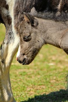 pony grey and grass
