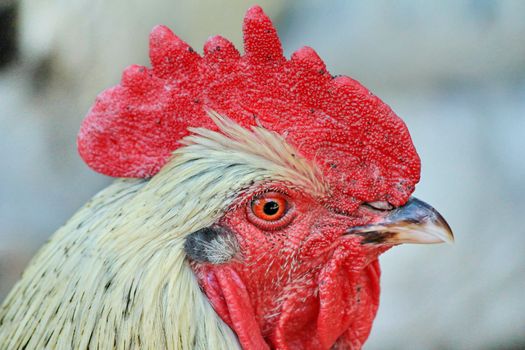 Cockerel white and red