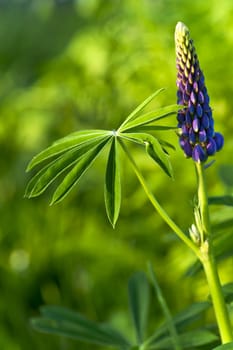 Lupine before blossoming