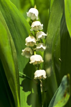 Lily-of-the-valley close-up