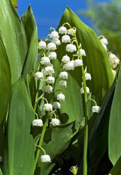 Lily-of-the-valley in the garden close-up