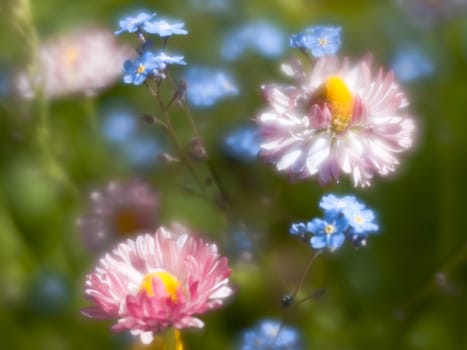 Daisy and forget-me-not through monocle lens