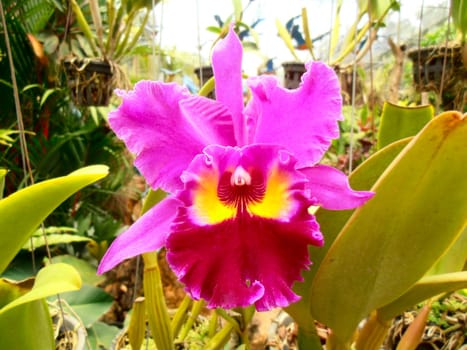 Pink Orchid from the garden of orchids