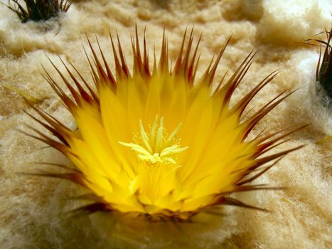  Chonburi Province, Thailand. Described by Heinrich Hildmann in 1891, it is popularly known as the Golden Barrel Cactus, Golden Ball or, amusingly, Mother-in-Law's Cushion, or even more amusingly, the most bad ass cactus ever.