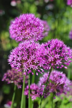 Allium