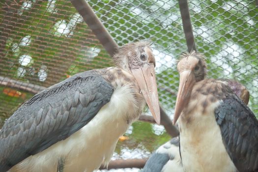 majestic Dalmatian pelican standing in zoo