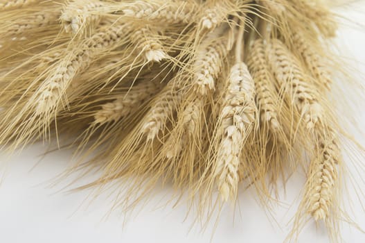 Studio close up shot of bundle of wheat isolated on white background with light shadow