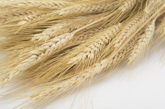 Studio close up shot of bundle of wheat isolated on white background with light shadow