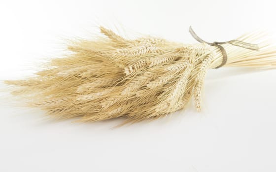 Studio close up shot of bundle of wheat isolated on white background with light shadow