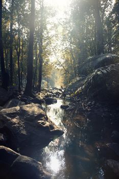 Small river in the rainforest. Vertical photo with natural colors and darkness