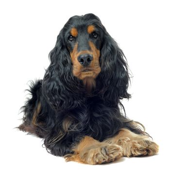 portrait of a  purebred english cocker in a studio