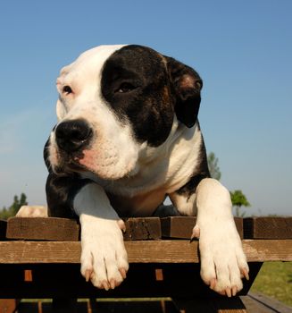 head of purebred american staffordshire terrier outdoors