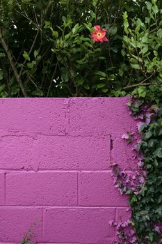 a beautiful pink garden wall with an ivy and hedge frame