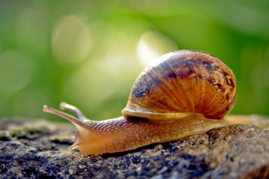 snail in a garden