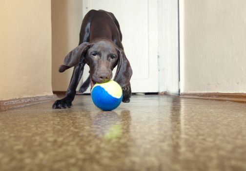 Young dog playing indoors with colorful tennis ball. Natural light and colors