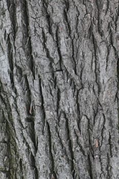 Poplar bark texture of old wood  