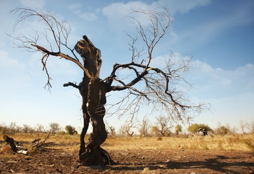 Fabulous view of the single dead burnt tree in arid place