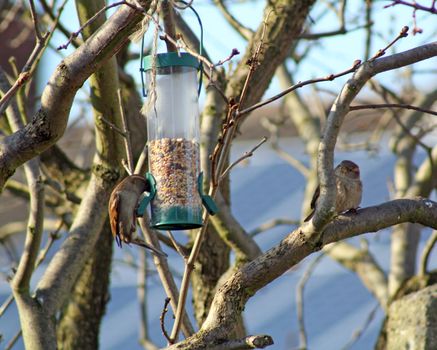 female house sparrow eating at a bird feeder