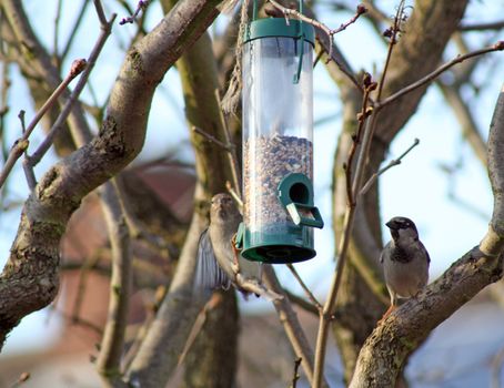 female house sparrow eating at a bird feeder