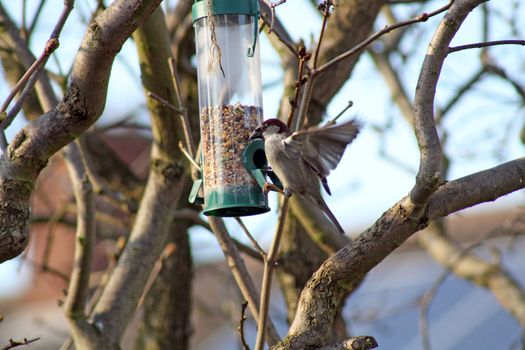 female house sparrow eating at a bird feeder