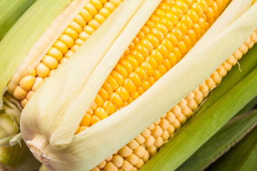 The corn cobs closeup as a background
