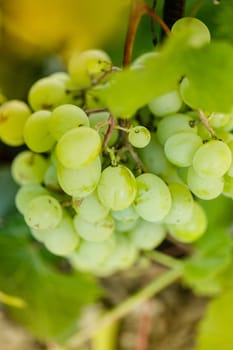 Bunch of grapes on the backlight of evening glow