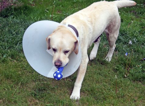 ill labrador dog in the garden wearing a protective cone